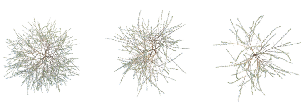 Prunus tomentosa Tree plan top view cutout isolate on white background