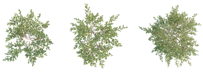 Prunus tomentosa Tree plan top view cutout transparent background