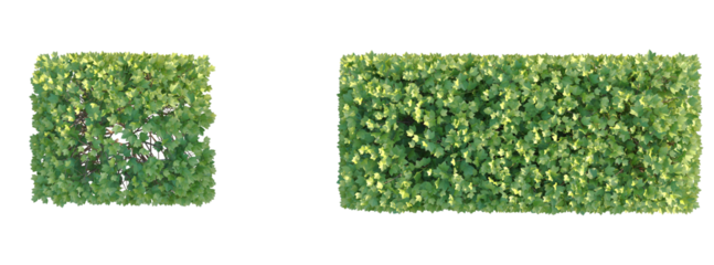 Ribes alpinum hedge Tree plan top view cutout isolate on white background