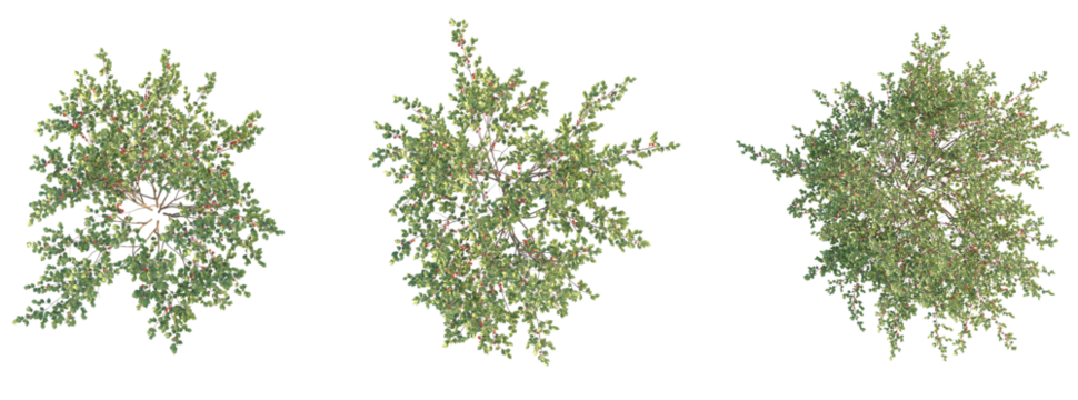 Prunus tomentosa Tree plan top view cutout transparent background - Powered by Adobe