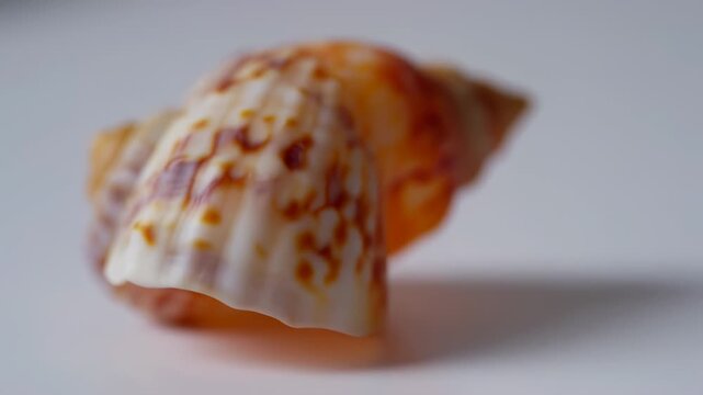 Closeup seashell with ocean shell, and isolated on white background.