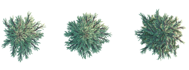 Tsuga canadensis Tree plan top view cutout transparent background