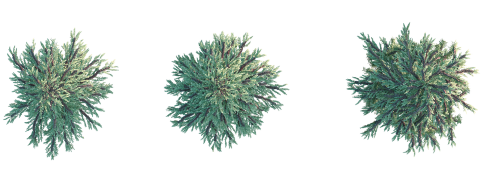 Tsuga canadensis Tree plan top view cutout transparent background