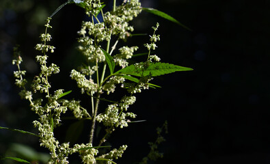 Blooming plant of marijuana illuminated by bright sun on a natural dark background. Selective focus.