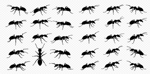 A collection of black ant silhouettes in various poses and angles on a transparent background.