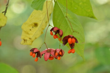 Korean spindle tree with green fruits and fresh leave