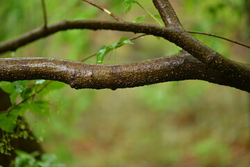 Close-up of Euonymus sachalinensis (Hoe-namu) stem, used in traditional remedies for circulation health. Photographed in Korea.