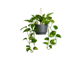 Hanging Golden Pothos Plant in Gray Pot: Lush Green Creeper, Studio Shot, Minimalist Style