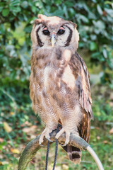 búho de cara blanca africano