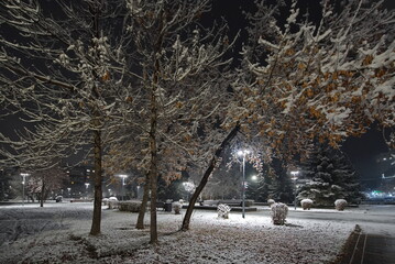 Novokuznetsk, Russia. November 01, 2024. A picturesque view of the trees of the city park covered...