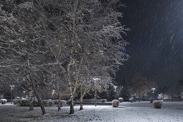 Novokuznetsk, Russia. November 01, 2024. A picturesque view of the trees of the city park covered...