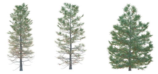 Abies concolor Tree cutout transparent background