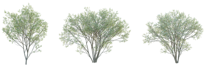 Amelanchier canadensis Tree cutout isolate on white background