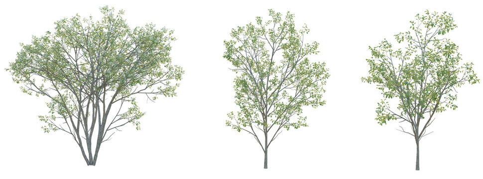 Amelanchier canadensis Tree cutout transparent background