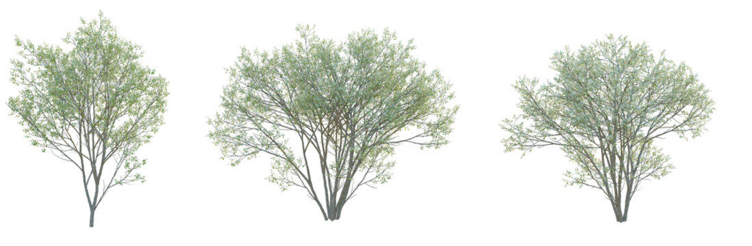 Amelanchier canadensis Tree cutout isolate on white background