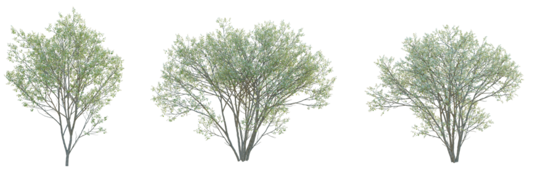 Amelanchier canadensis Tree cutout isolate on white background