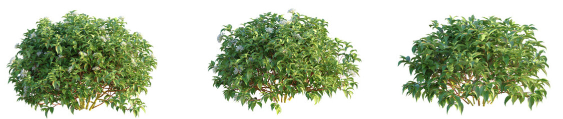 Cornus sericea Kelsey Tree cutout transparent background