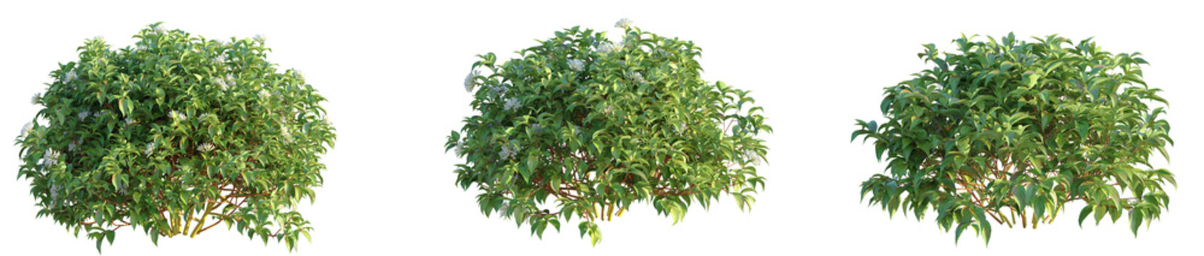 Cornus sericea Kelsey Tree cutout transparent background