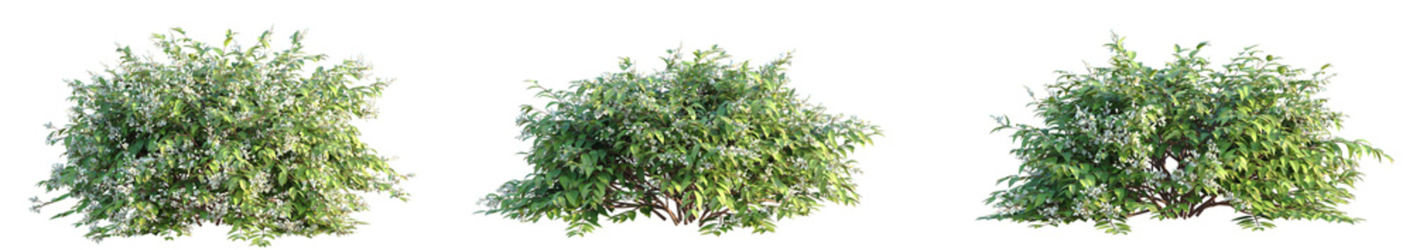 Deutzia gracilis Tree cutout transparent background