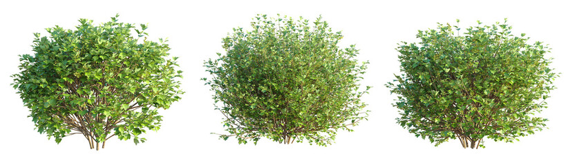 Ribes alpinum hedge Tree cutout transparent background