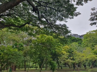 Obraz premium tree in the park