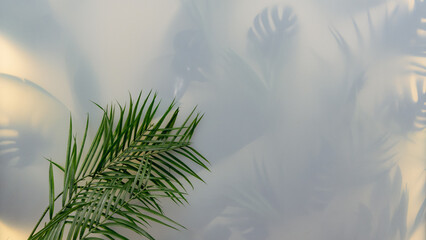 Tropical leaf shadows on textured wall
