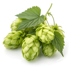Obraz premium Fresh green hops with textured cones and leafy stems.