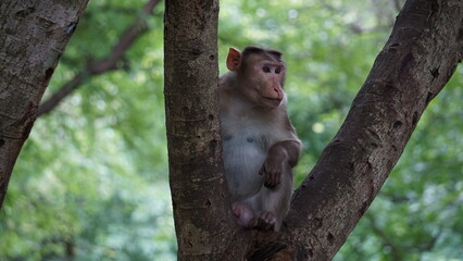 Monkey on a tree