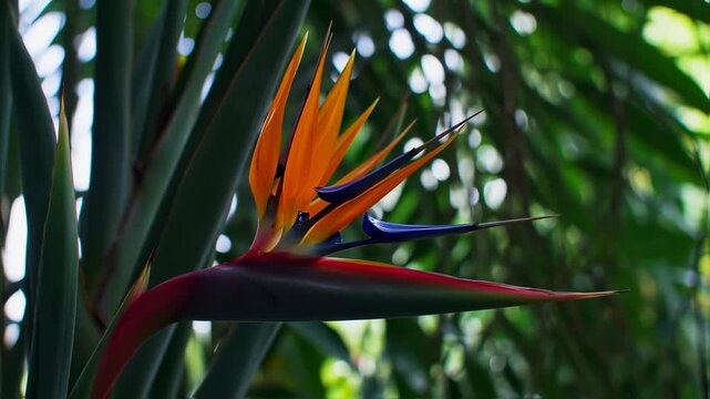 Bird of Paradise flower closeup with orange, blue, and lush green background.