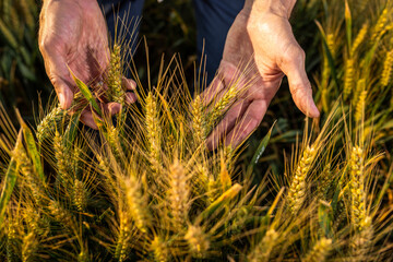 Close-Up of Hands Holding Wheat in Golden Wheat Field