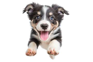 Adorable black and white puppy joyfully jumping with its mouth open.