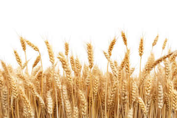 A golden field of wheat ready for harvest isolated on transparent background. Farm wheat crop landscape isolated PNG.