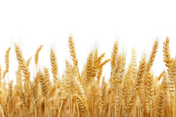 A golden field of wheat ready for harvest isolated on transparent background. Farm wheat crop landscape isolated PNG.
