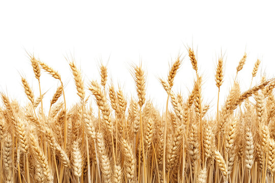 A golden field of wheat ready for harvest isolated on transparent background. Farm wheat crop landscape isolated PNG.