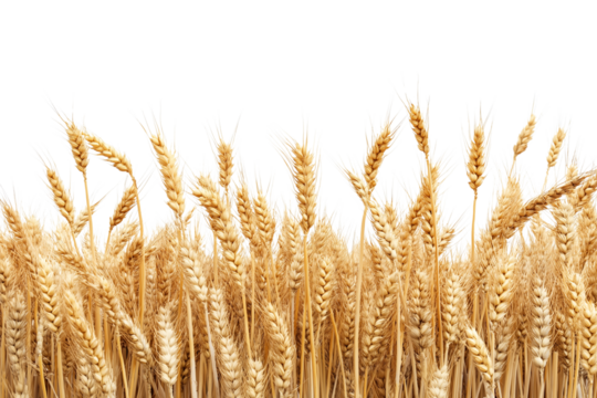 A golden field of wheat ready for harvest isolated on transparent background. Farm wheat crop landscape isolated PNG.