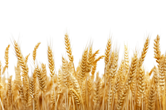 A golden field of wheat ready for harvest isolated on transparent background. Farm wheat crop landscape isolated PNG.