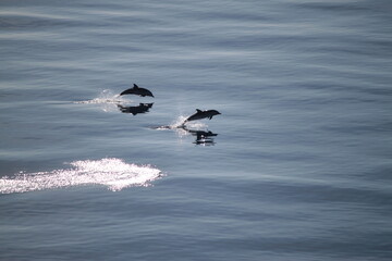 Delfine im Mittelmeer