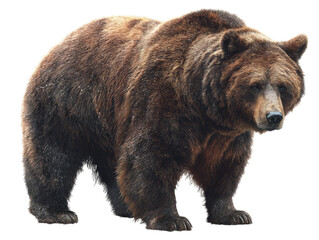 Fototapeta premium Realistic brown bear standing in nature on transparent background