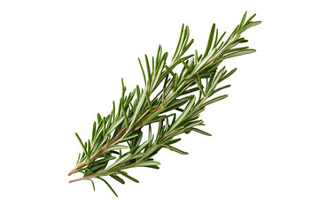 Fototapeta premium Rosemary twig isolated on a transparent background. Green rosemary sprig herb cutout PNG.
