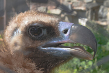 Portrait of the cinereous vulture (Aegypius monachus) also known as the black vulture, Eurasian black vulture, and monk vulture