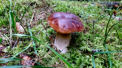 Mushroom growing on mossy forest floor during early morning hours