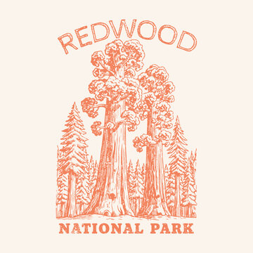 Redwood national park. redwood vintage outdoor vector design. forest vector badge. Vector print, typography, poster. outdoors t-shirt design. big pain tree and explore. autumn winter vector graphics