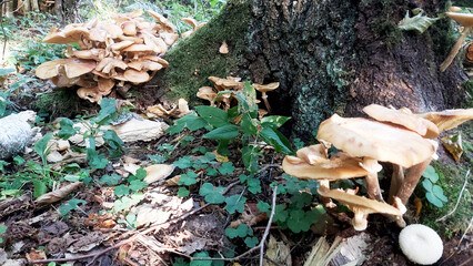 Discovering vibrant mushroom growth near an ancient tree in a lush forest during late summer