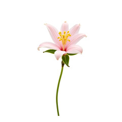 Naklejka premium A delicate oleander flower with soft pink petals and subtle green accents.