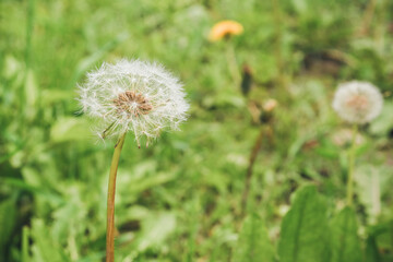 Dandelion flower in full bloom stands tall amidst lush green grass, showcasing delicate seeds ready to disperse in a natural environment