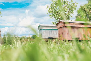 Colorful wooden bee hives nestled in lush green grass under a bright blue sky, showcasing a serene...