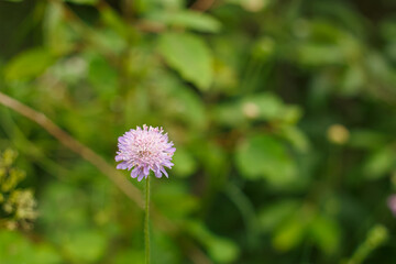 Knautia arvensis is a purple flower. A perennial herbaceous plant of purple color. A wildflower.