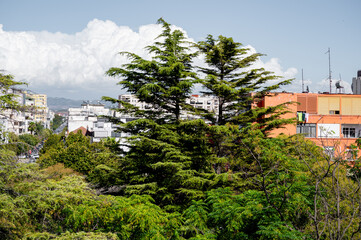 Park with lush evergreen conifer trees in the center of Durrës, Albania. Peaceful urban green...