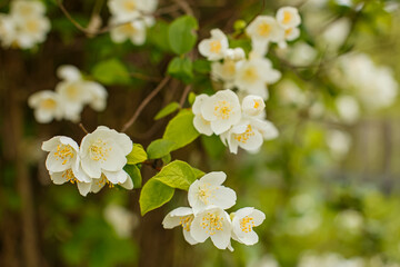Philadelphus coronarius is a deciduous shrub of the Hydrangeaceae family. Sweet jasmine.