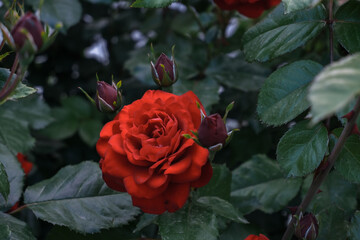 Vibrant red rose in full bloom surrounded by green leaves and budding flowers, showcasing natural beauty and floral elegance in a garden setting